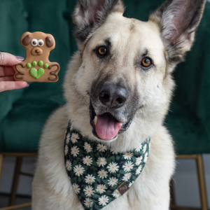 Supportive Pooch | RRUF