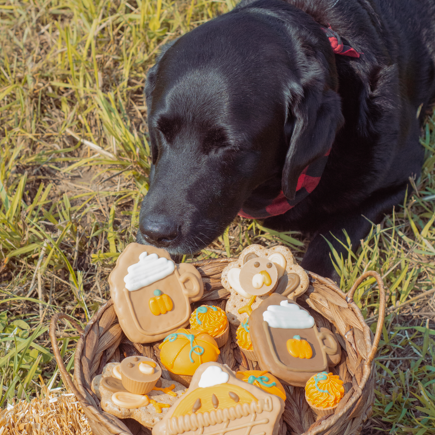 fall gift basket for dogs